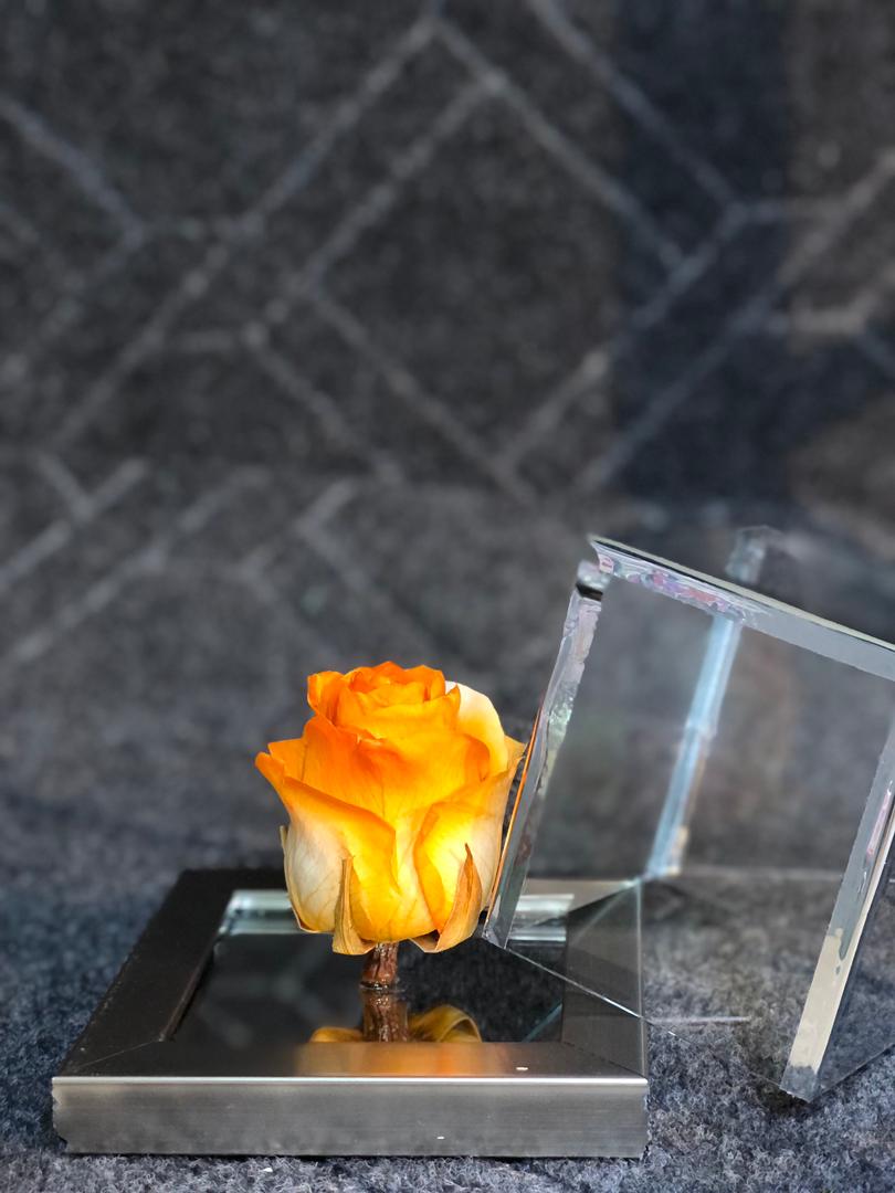 خاص، دو رنگ سفید نارنجی